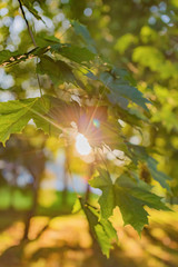The sun's rays through the maple leaves