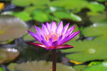 Pink lotus flower 