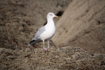 Mouette