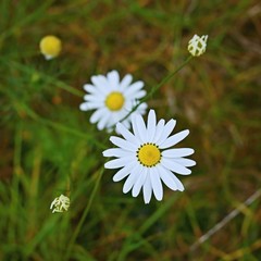 White wild chamomile blossoms on blurry background / square image