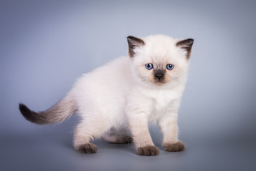 Scottish british kitten on grey background