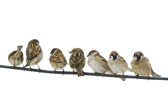 many small birds sparrows sitting on a wire on white isolated background