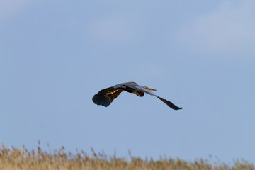 Purple heron close up.Po river lagoon