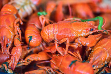 Crayfish cooked with salt and dill