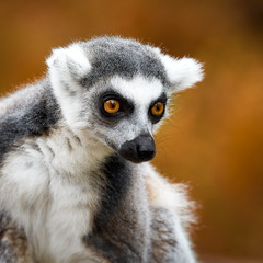 Fototapeta premium Lemur Catta, a curious animal
