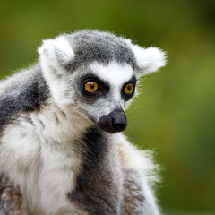 Obraz premium Lemur Catta, a curious animal