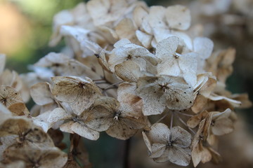 vertrocknete Hortensie im Winter
