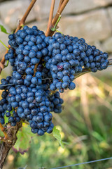 Weintrauben am Rebstock