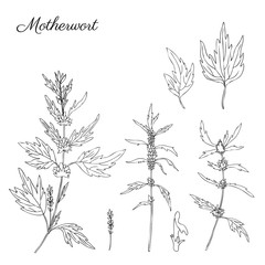 Motherwort hand drawn vector sketch isolated on white background, graphic herbal medical sedative plant, Organic food ingredient black line art illustration, for healthy market, pharmacology, cosmetic
