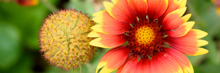 Gaillardia Grandiflora - Malerblume - Banner