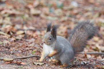 Naklejka na ściany i meble Eastern Gray Squirrel (Sciurus carolinensis) portrait searching for food. Wildlife autumn background