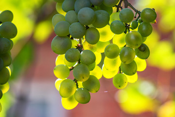 White grape and sunrays