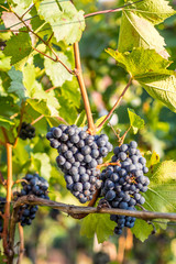 Weintrauben am Rebstock