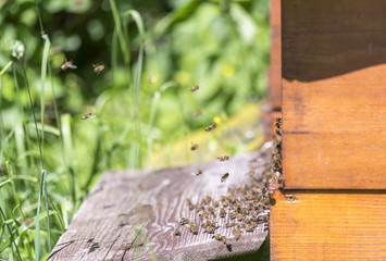 Beehive and bees