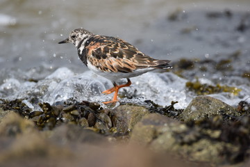 Steinwälzer am Strand