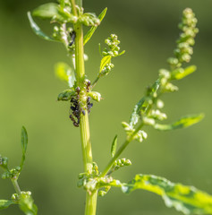 plant lice colony