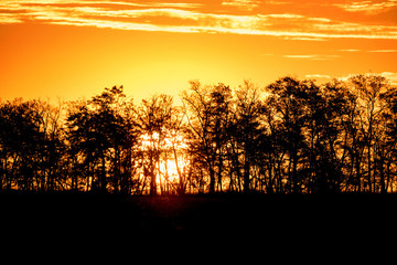 Sunrise tree silhouettes with orange dramatic sky