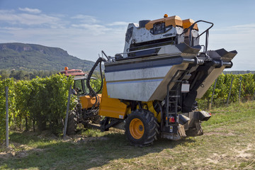 Fototapeta premium Grape harvesting machine working in autumn