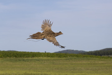 Female pheasant flying over the field