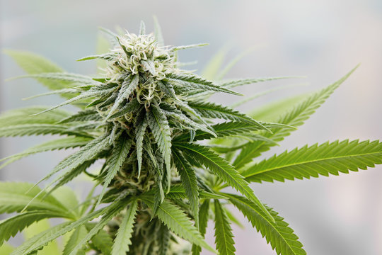 A large green flowering bud on a marijuana plant.