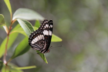 beautiful black, white and red butterfly