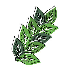 leaves  vector illustration