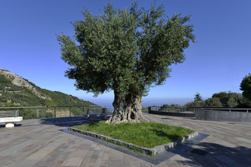 Sorrento; an old olive tree,