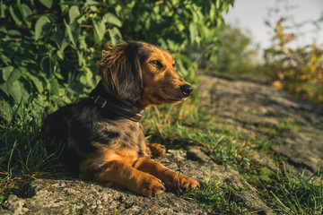 Dachshund in sunset