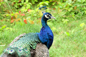 Obraz premium Peafowl Common Pavo cristatus peacock