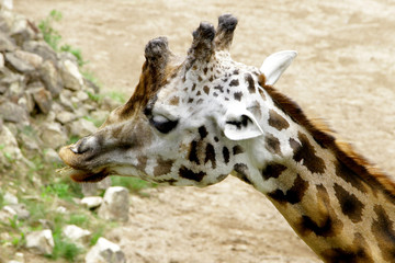 Fototapeta premium Giraffe Baringo Giraffa camelopardalis rothschildi