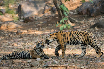 Fototapeta na wymiar Noor Tigress Cubs, Ranthambore National Park, India