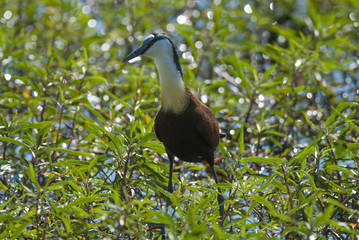 African Jacana