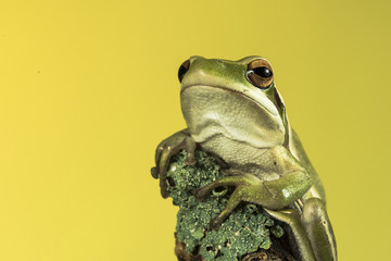 Frog, La Pampa, Argentina