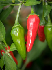 Closeup of a red and green chilli
