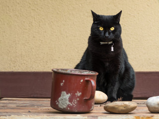 Black cat sitting on a table in front of a yellow wall