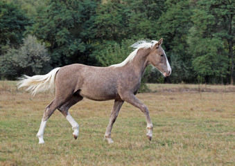 The beautiful foal of rare silvery color trots across the field