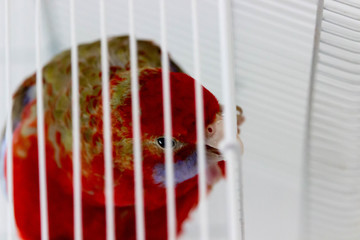 Parrot in a cage