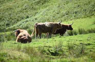 Byki z rogami © agnieszkalll