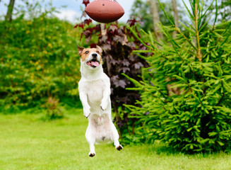 Funny face of dog playing fantasy american football at backyard garden