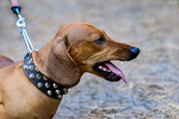 Portrait of angry  aggressive dog red dachshund on the leash is barking.