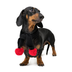 A dog (puppy) of the dachshund breed, black and tan, in a black scarf with red Christmas pom-pomson isolated on white background