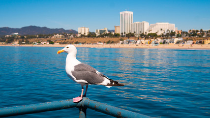 Seagull in Santa Monica