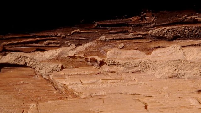 Larve of Hylotrupes bajulus in an old wooden prism

