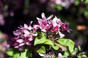 flowering Japanese cherry