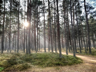 Obraz premium Forest