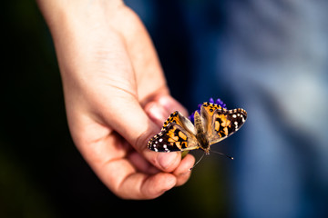 Child holding Painted Lady or Cosmopolitan Butterfly & Flower