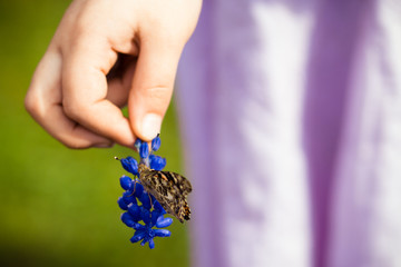 Child holding Flower (Grape Hyacinth) with Painted Lady or Cosmopolitan Butterfly with Wings Closed & Tongue Feeding on Nectar