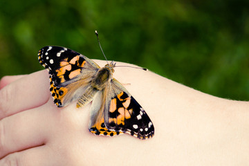 Close-up of Painted Lady or Cosmopolitan Butterfly Resting on Child's Hand