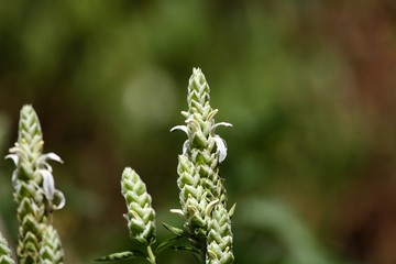 Flowers of Justicia schimperiana