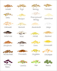 A variety of grains and cereals. Wheat, barley, oats, rye, buckwheat, amaranth, rice, millet, sorghum, quinoa, chia seeds, oatmeal, legumes. Vector isolated
